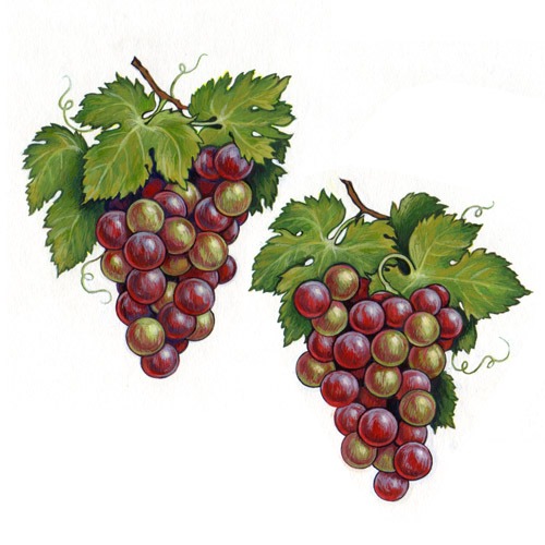 grapes176.jpg